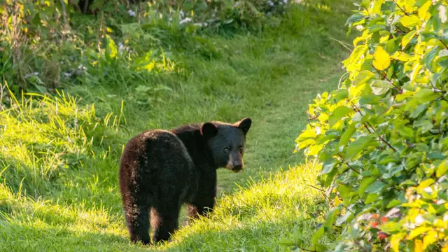 ours noir au Canada