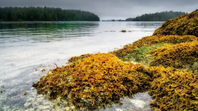 Tofino