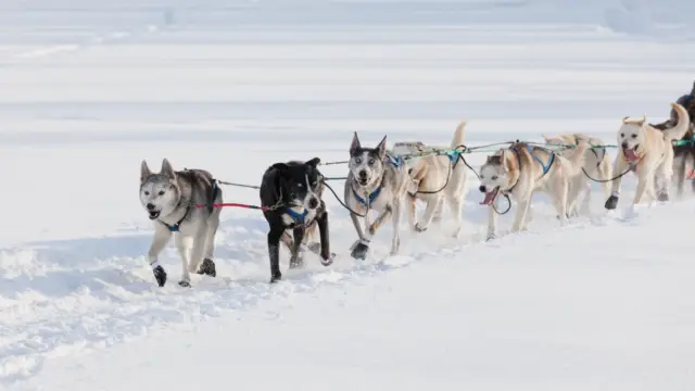 chiens de traineaux