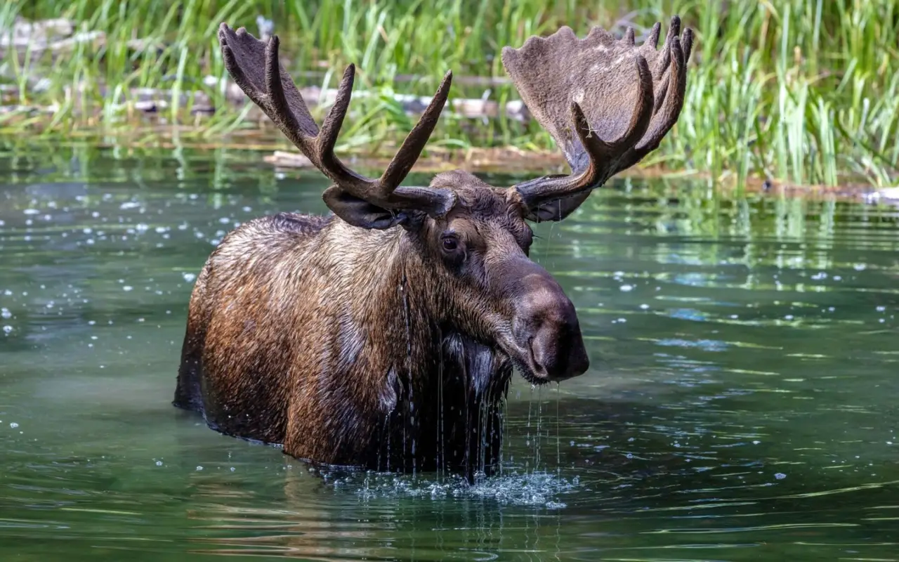 Un orignal dans l'eau