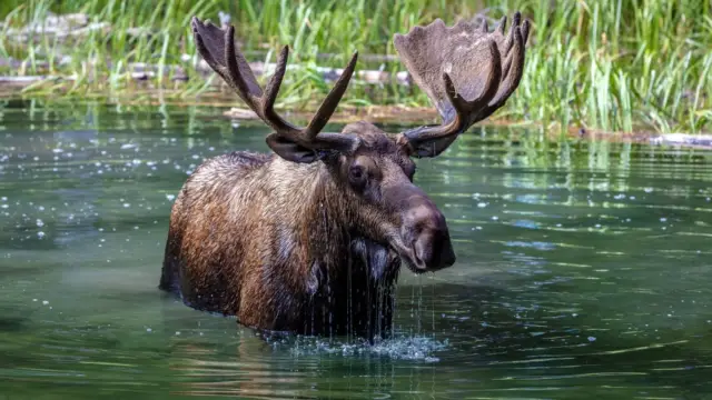 Quels animaux peut-on observer dans l’Ouest Canadien ?