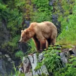 Ile de Kodiak et les îles aléoutiennes