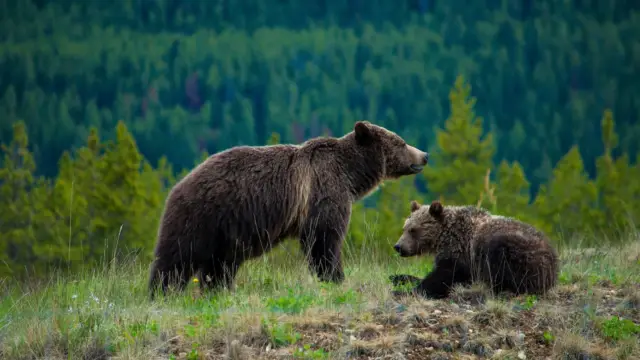 Deux ours bruns