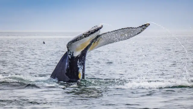 Baleines