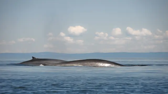 Baleines