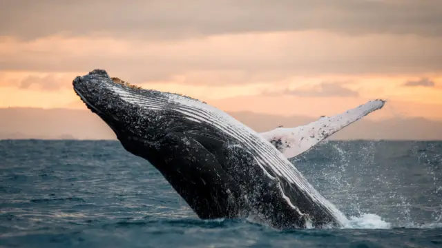 Baleine à bosse