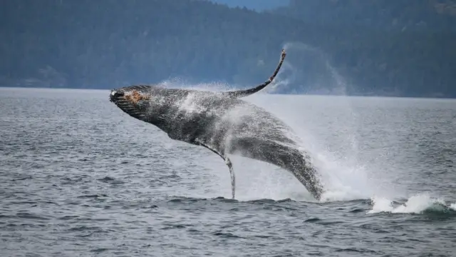 Baleine à bosse au Canada