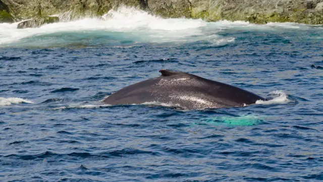 Baleine à bosse