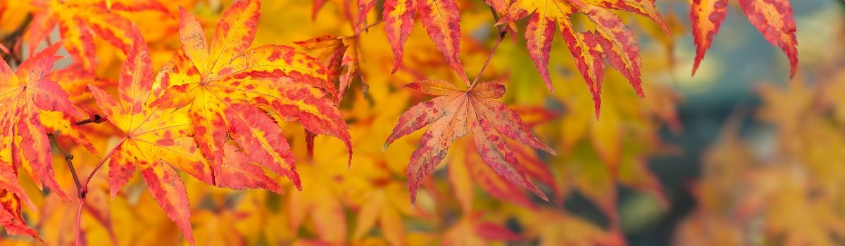 feuille d'automne