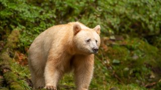 BC-GBR_Halbe-107943© Destination Canada