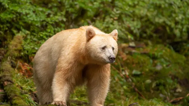 BC-GBR_Halbe-107943© Destination Canada