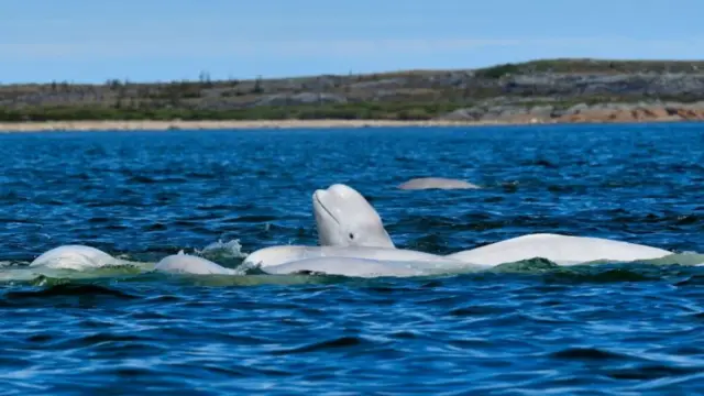 Beluga au Canada Churchill Baie d'Hudson