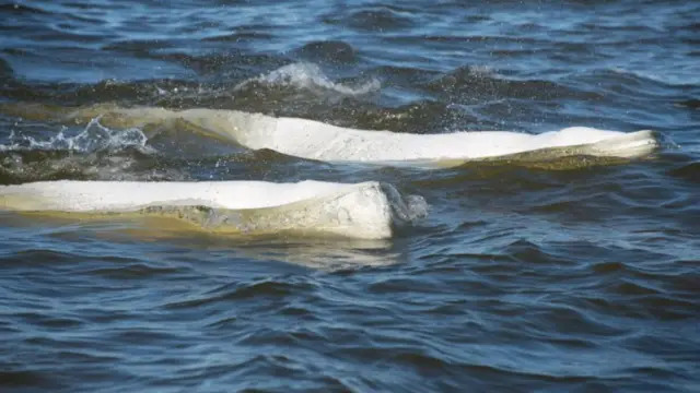 Beluga à Churchill au Canada