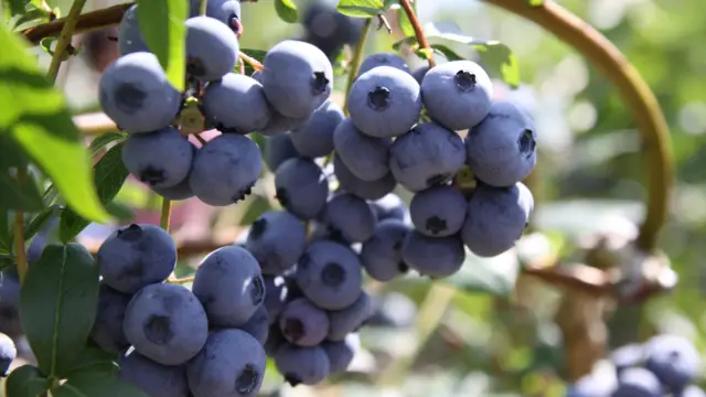 Bleuets