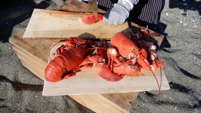 Homards pour boil-up à Terre-Neuve au Canada