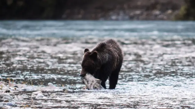 c160009-004-Grizzly-a6000_2© Destination Canada