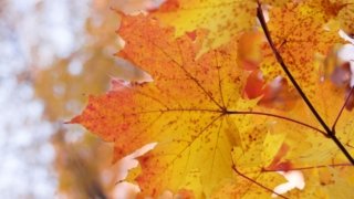 <b>Voyager au Canada et au Québec</b> en septembre