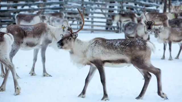 La faune québecoise