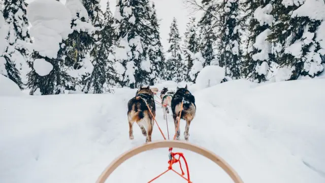 Chiens de traîneau