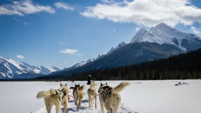 Apprentis musher (pour petits et grands)