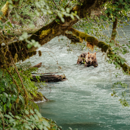Découvrez 5 faits surprenants sur les ours d’Amérique du Nord