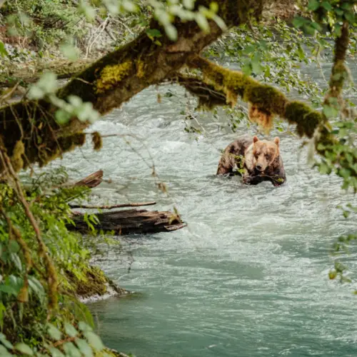 Découvrez 5 faits surprenants sur les ours d’Amérique du Nord