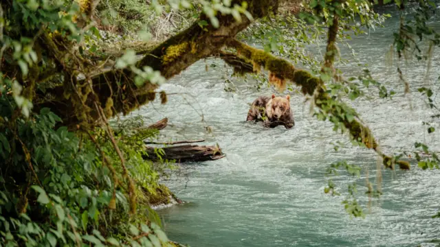 Découvrez 5 faits surprenants sur les ours d’Amérique du Nord