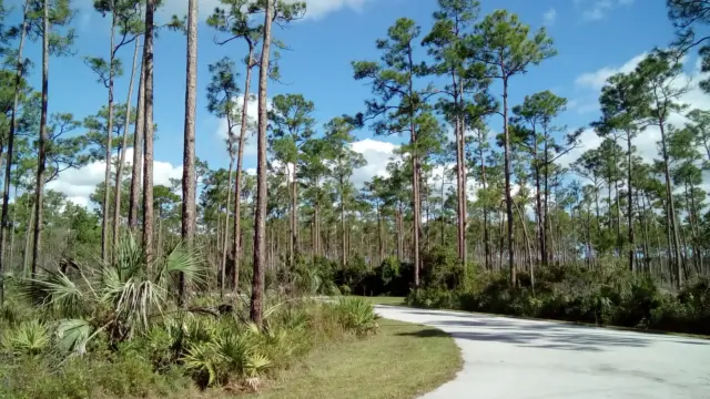 everglades