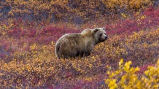 Grizzly bear in Denali National Park