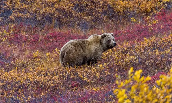 Ours du Canada partir au canada