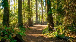 Forêt au Canada
