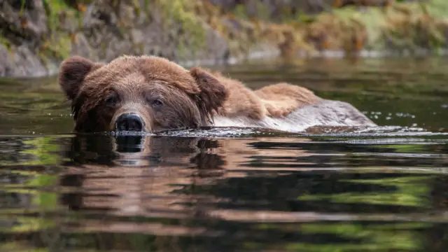 Grizzly Canada
