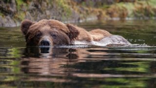 Grizzly Bear in British Columbia Great Bear Rainforest