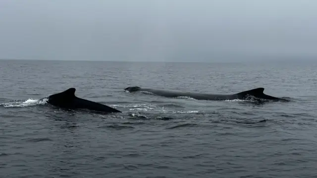 Baie de Bonavista au Canada et ses baleines
