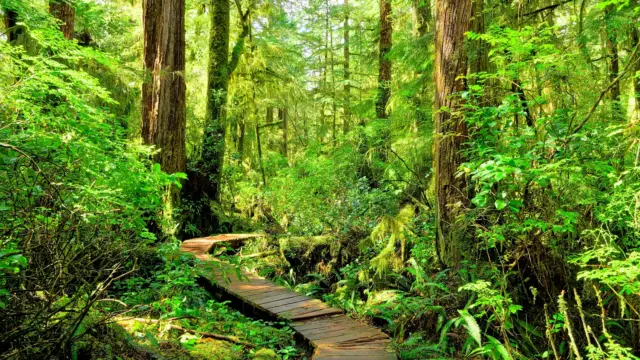 Forêt pluvieuse