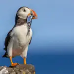 partir au canada