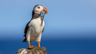 <b>Faune et Ornithologie</b> du Canada