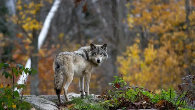 Loup dans la nature