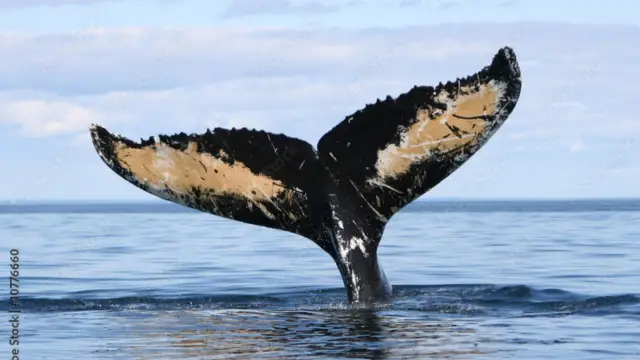 Queue de baleine