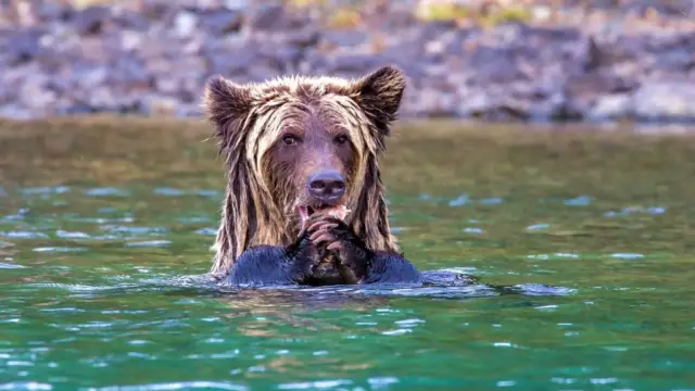 Rencontre entre les ours et les saumons