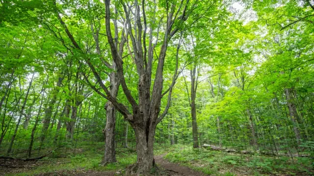 Parc National d'Oka
