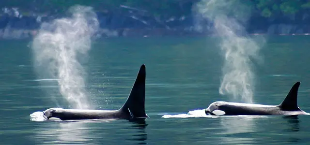 orques voyage road trip seattle vancouver