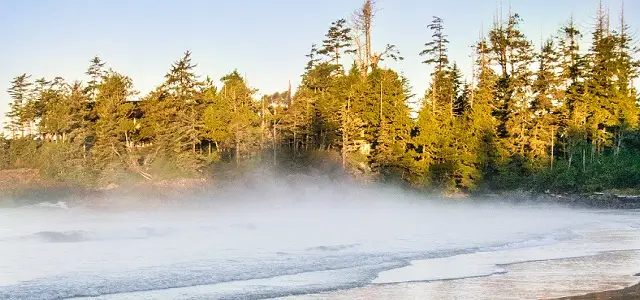 plage avec forêt