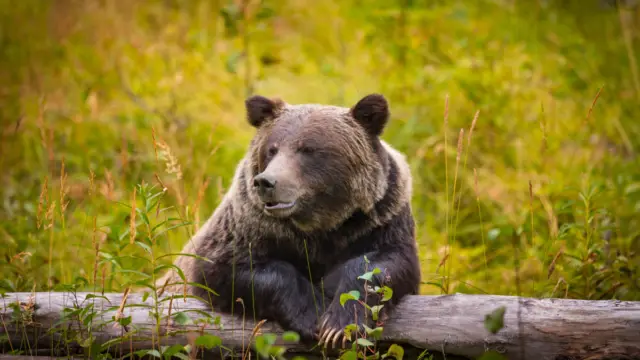 Ours dans la nature canadienne
