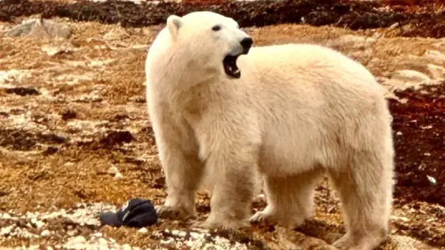 Ours polaire au Canada