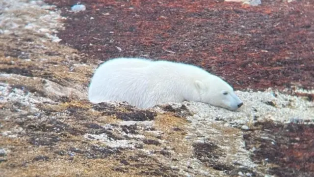 Ours polaire du Canada Churchill Baie d'Hudson