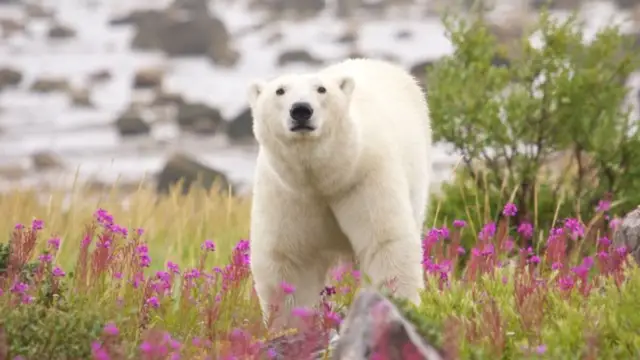 Ours polaire dans la nature Churchill Baie d'Hudson au Canada
