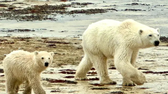 Ours et ourson polaire du Canada Churchill Baie d'Hudson