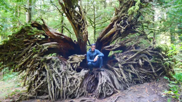 Arbre dans Tofino au Canada