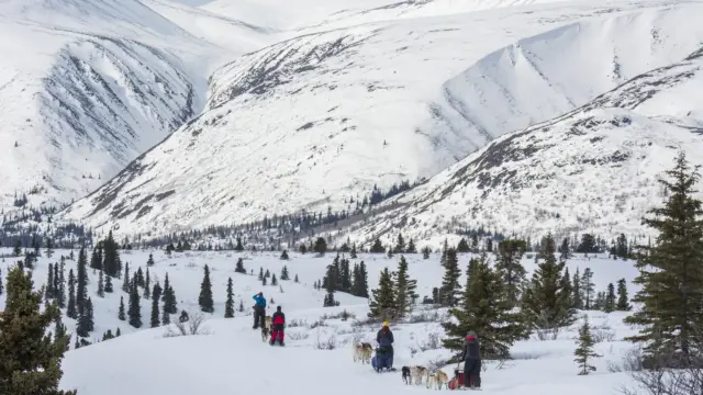 Chiens de traineaux au Canada